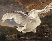 ASSELYN, Jan The Threatened Swan before 1652 oil painting picture wholesale